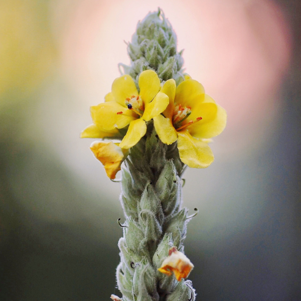 Shine Your Light: Mullein Flower Essence Online Hot Sale