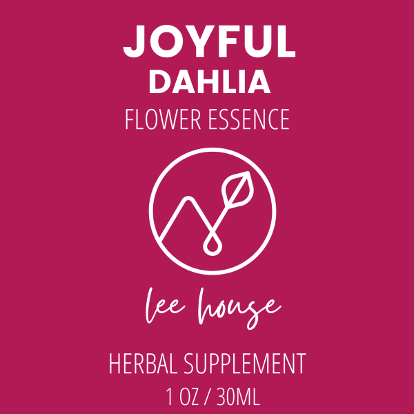 Joyful: Dahlia Flower Essence Supply