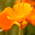 Soul Fire: California Poppy Essence Sale