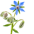 Courageous: Borage Flower Essence Discount