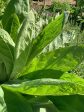 Mullein Leaf Discount