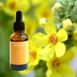 Shine Your Light: Mullein Flower Essence Online Hot Sale