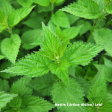 Stinging Nettle (Urtica dioica) Sale