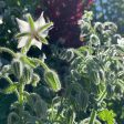 Starlight: White Borage Flower Essence on Sale