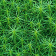 Cleavers Extract Sale