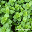 Spearmint Supply